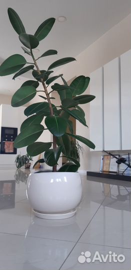 Фикус каучуконосный