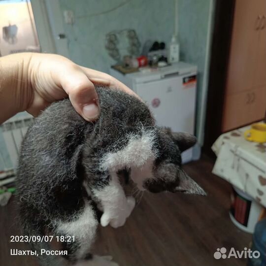 Донской сфинкс браш котята