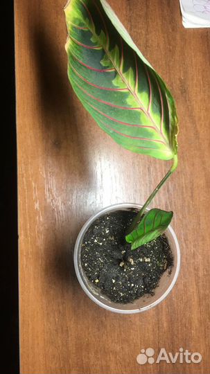 Маранта триколор