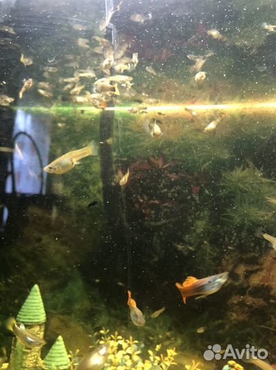 Аквариумные рыбки