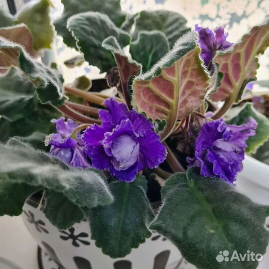 Фиалка фиолетовая комнатная в горшке (росток)