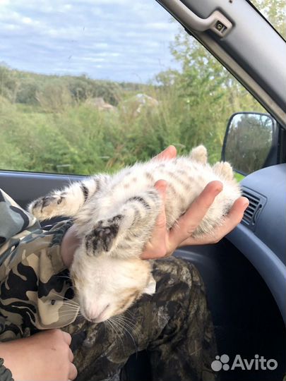 Котята бесплатно