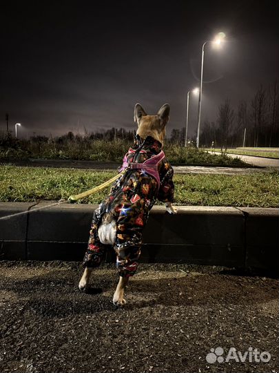 Комбенизон для собак унисекс