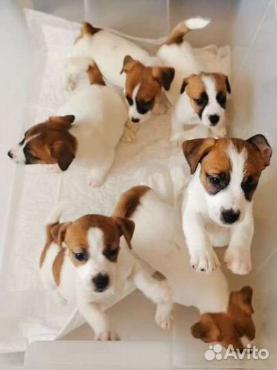 Джек Рассел терьер