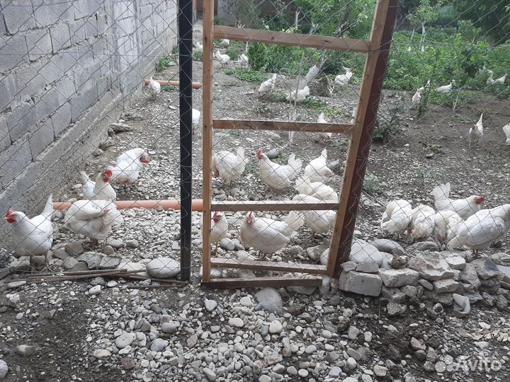 Куры молодки несушки