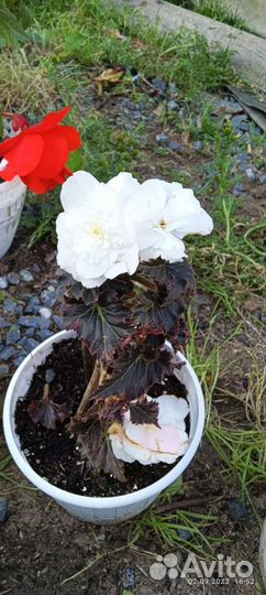 Бегония белая