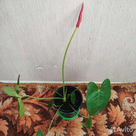 Комнатные цветы