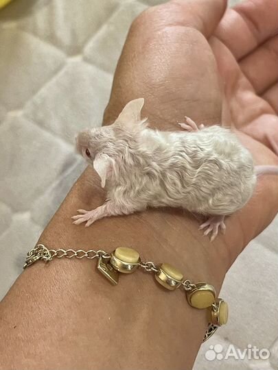 Мышки сатиновые и кудряшки(рексы) тексельные