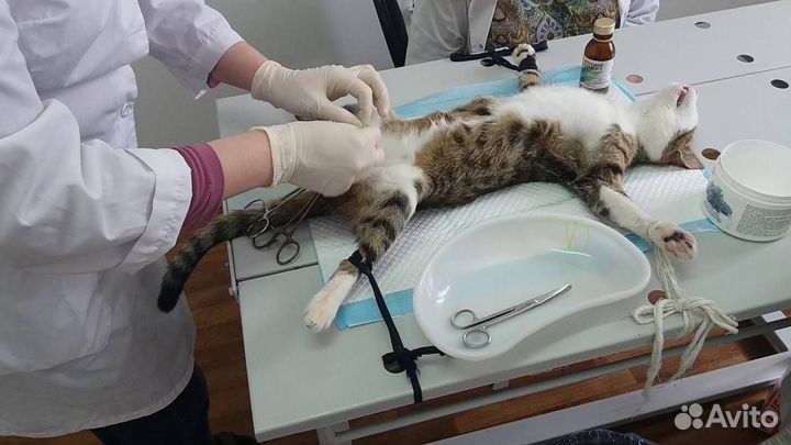 Кастрация котов