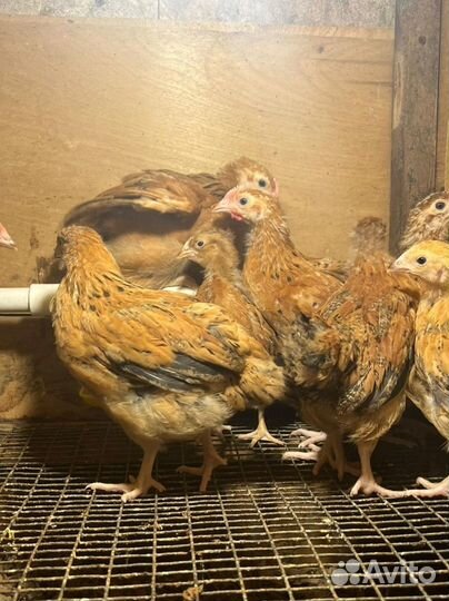 Цыплята разные