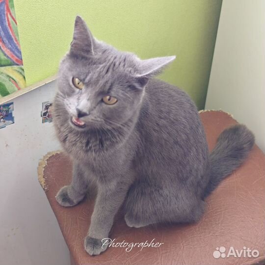 Кошка Дымка