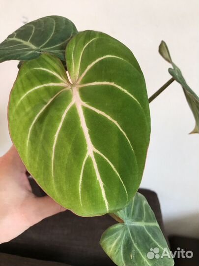 Филодендрон Глориозум Верде (Тайланд)
