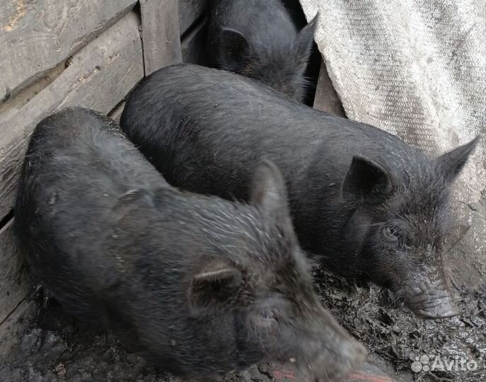 Вьетнамские поросята