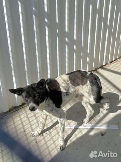 Собака с деформированной лапой в отлове. Нужен дом