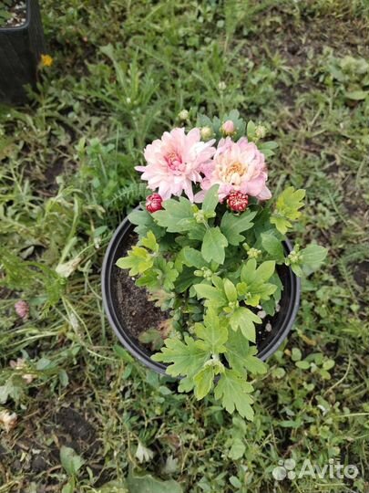 Хризантемы мультифлора