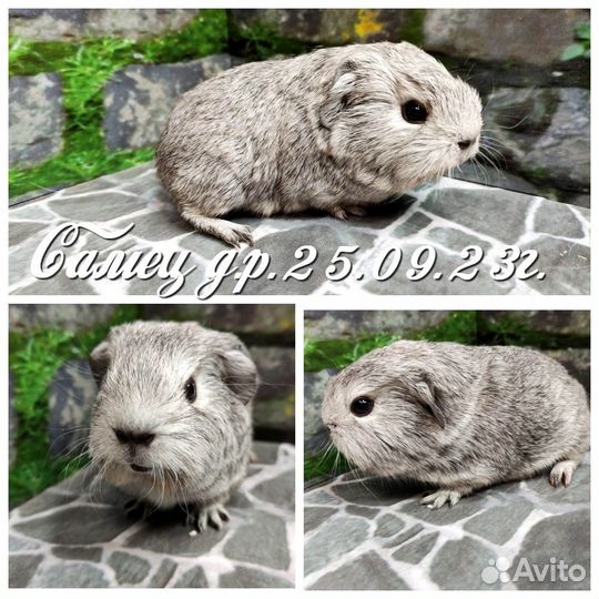 Морские свинки серебро Агутти из Питомника