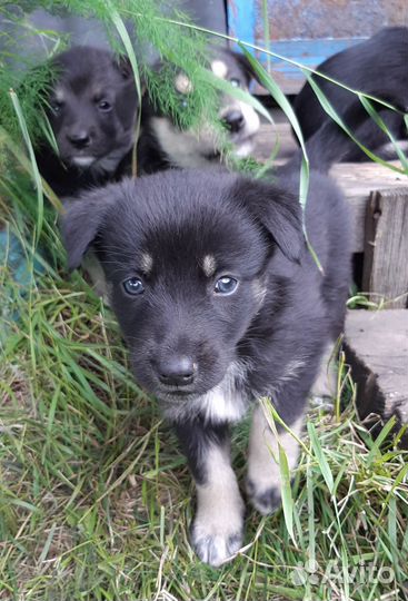 Щенки, доставим