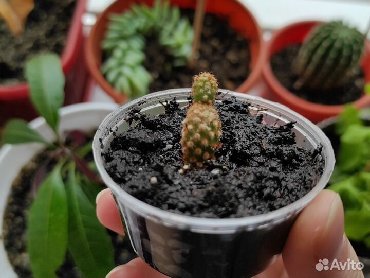 Кактус опунция