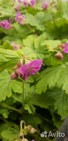 Герань садовая