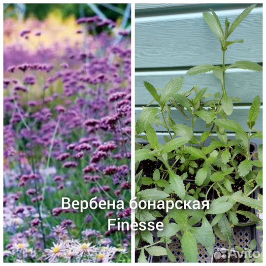 Многолетники