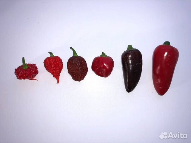 Острые перцы (super HOT) купить в Волгограде | Товары для дома и дачи ...