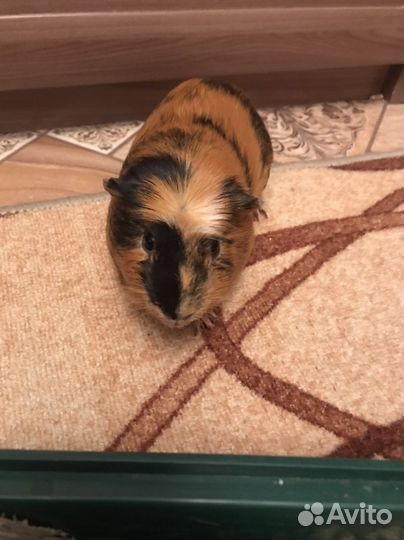 Морская свинка