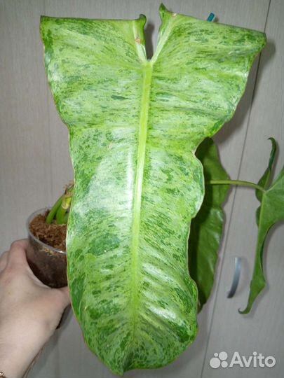 Комнатные растения цветы