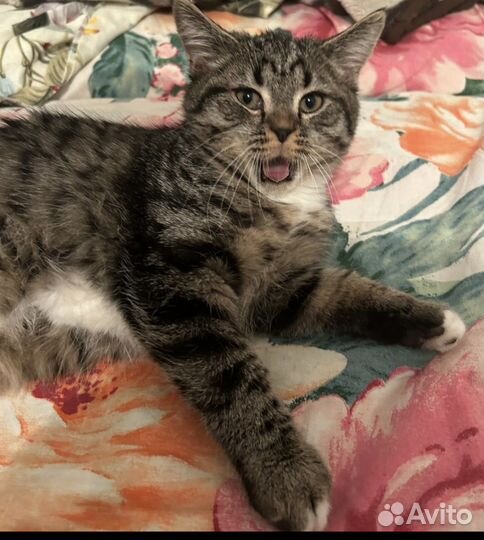 Коты в добрые руки
