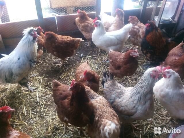 Птица яранск