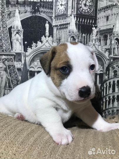 Щенки Джек Рассел терьер гладкошерстный