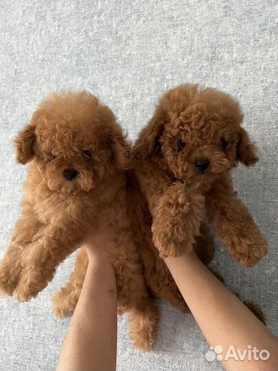 Тойчики Элитные