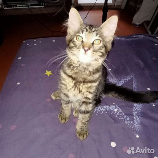 Кошки в добрые руки бесплатно