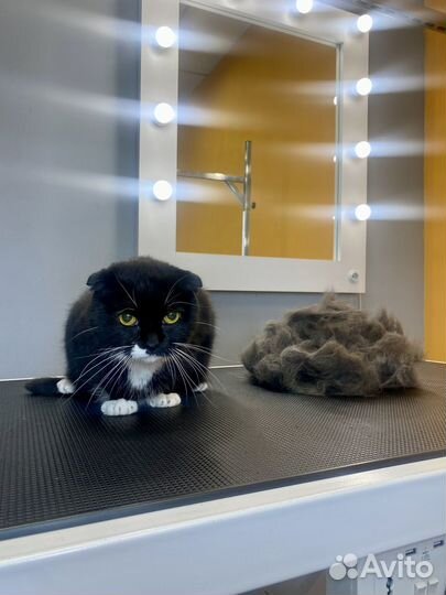 Стрижка собак