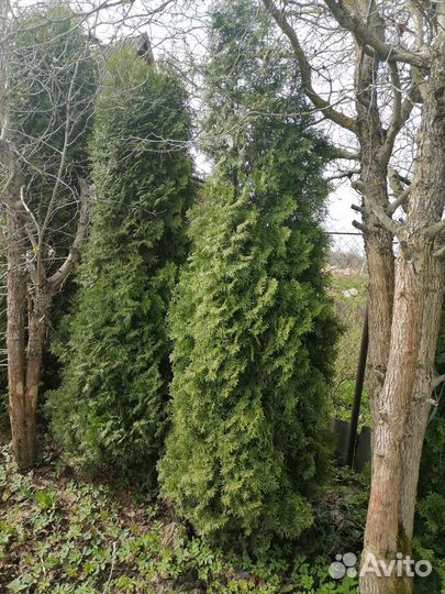 Туя Смарагд