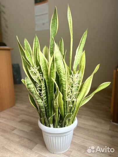 Сансевиерия
