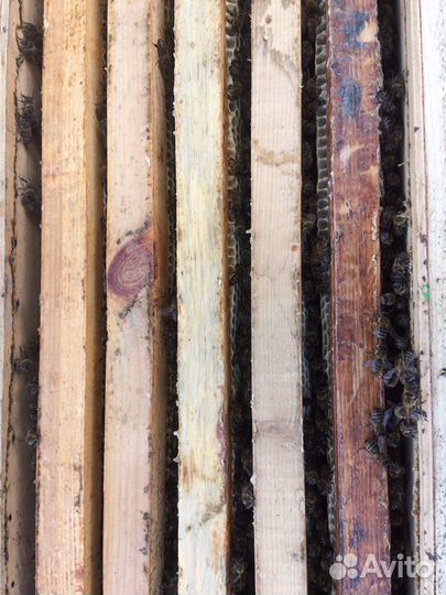 Пчелиный рой,пчелы