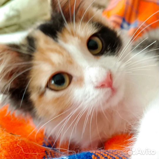 Котята в добрые руки (кошки 3-4 месяца)