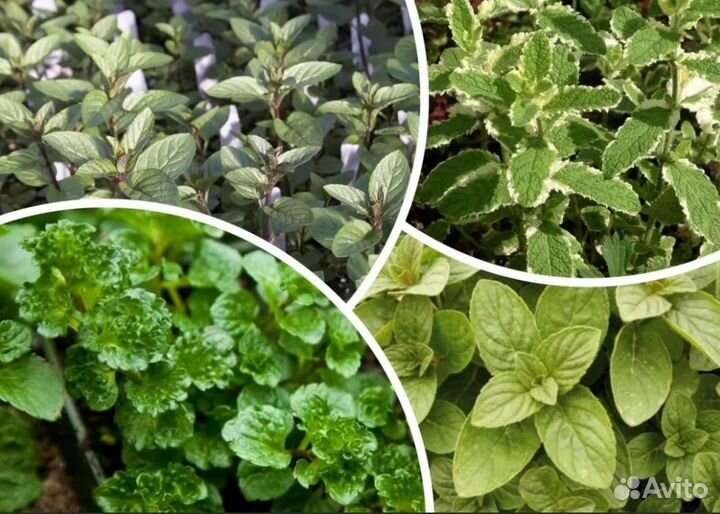 Мята сортовая