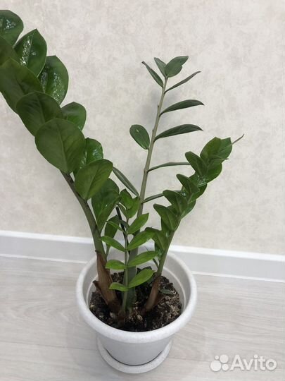 Комнатные домашние растения