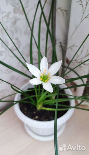 Комнатный цветок, Молочай беложилковый