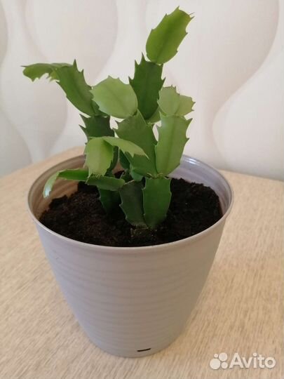 Декабрист шлюмбергера