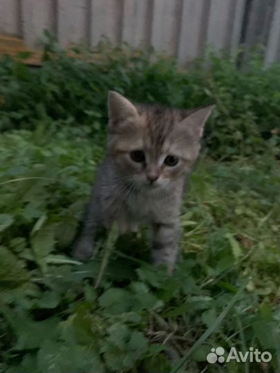 Котята ищут приют