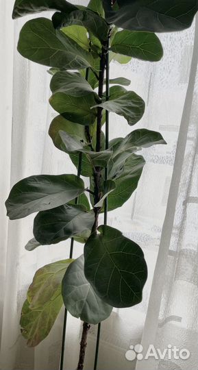 Фикус лирата 190 см