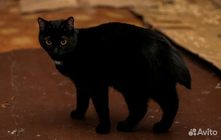 Отдам кошку