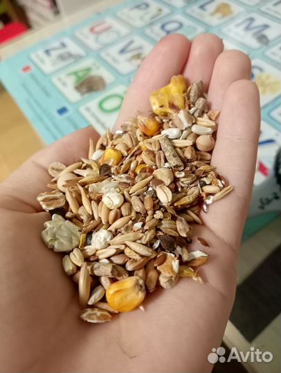 Корм для морских свинок nutriall