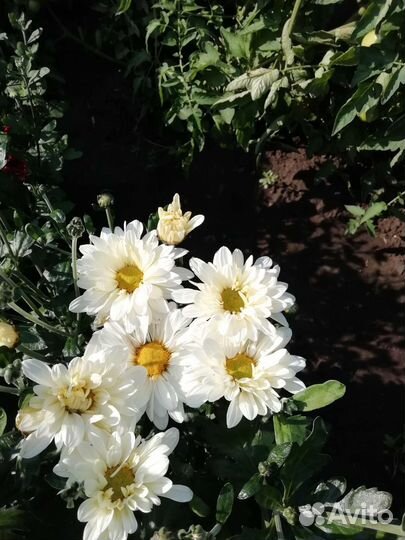 Хризантема корейская