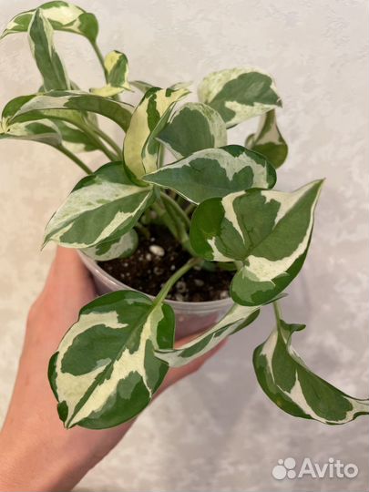 Эпипремнум