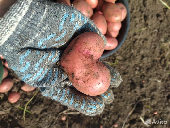 Продам картофель