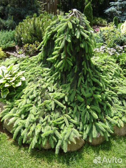 Ель инверса