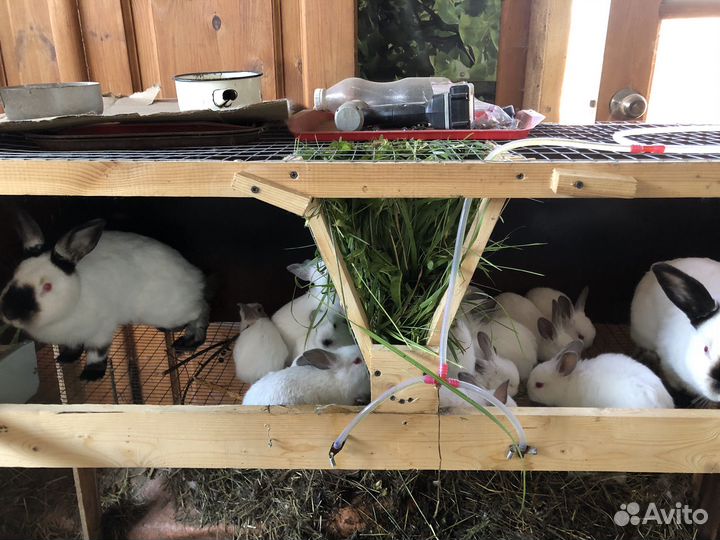 Продаю крольчать калифольнийцы